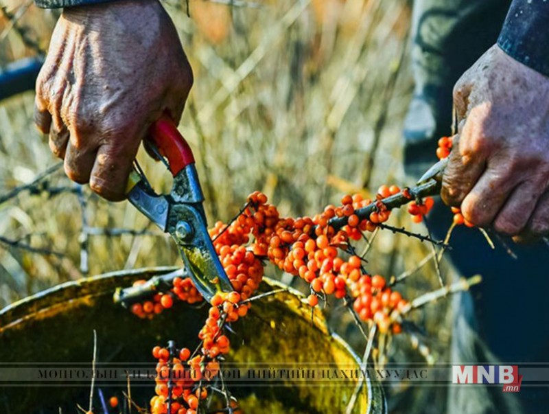 Нэг тонн чацаргана хураан авчээ