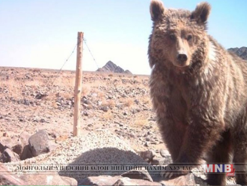 Мазаалайн сүрэг ихэр бамбаруушаар бүл нэмжээ