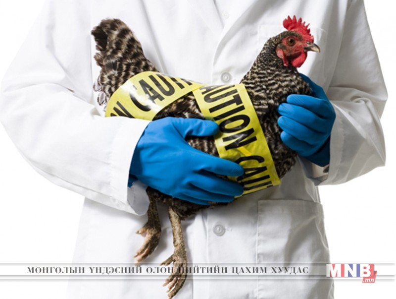 Зааны ясан эрэг улсад H5N1 вирусаар 44 мянга гаруй шувуу үхжээ