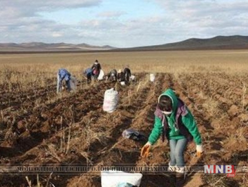 Ургац хураалтад 1100 хүн гэрээгээр ажиллаж байна