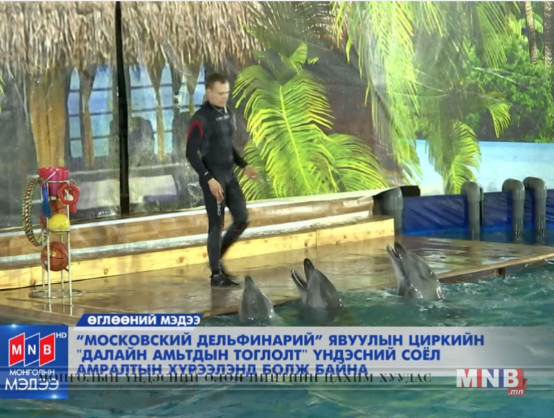 "Далайн амьтдын тоглолт" үндэсний соёл амралтын хүрээлэнд болж байна