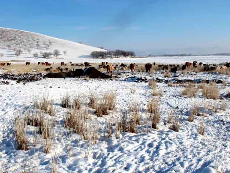 Сэлэнгэ аймгийн 6 сум цагаан зудтай байна
