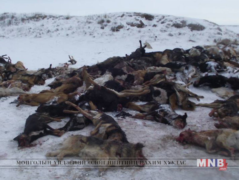 Золбин нохой устгалд 25 сая төгрөг зарцуулжээ