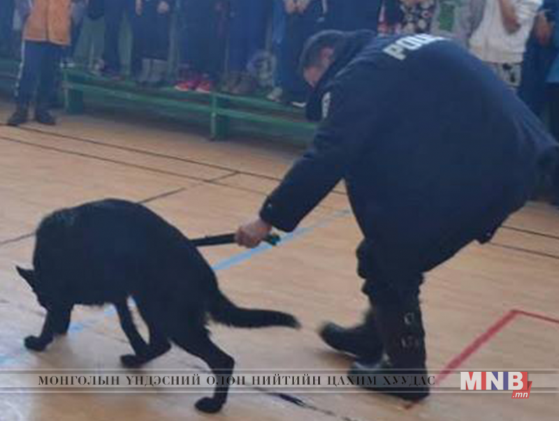 Албаны эрэлч нохой "Молли" хулгайн хэргийн сэжигтнийг илрүүлжээ