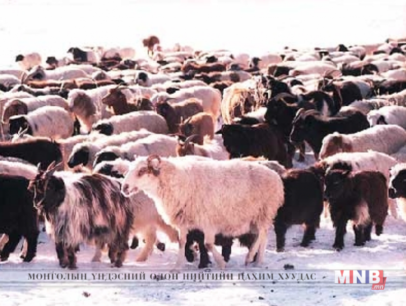 Мал тооллого маргааш эхэлнэ