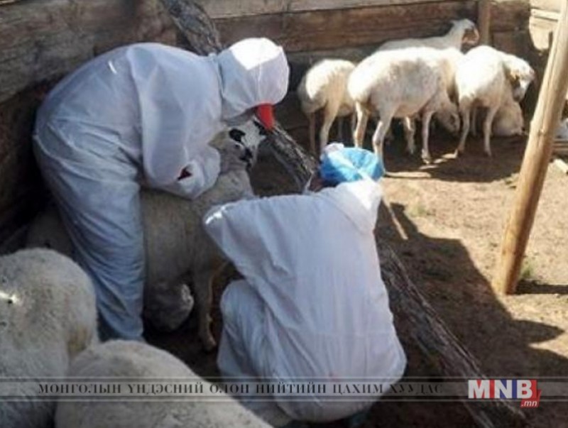 Дөрвөн км радиустай голомтын бүс тогтоож, 255 бог мал устгажээ