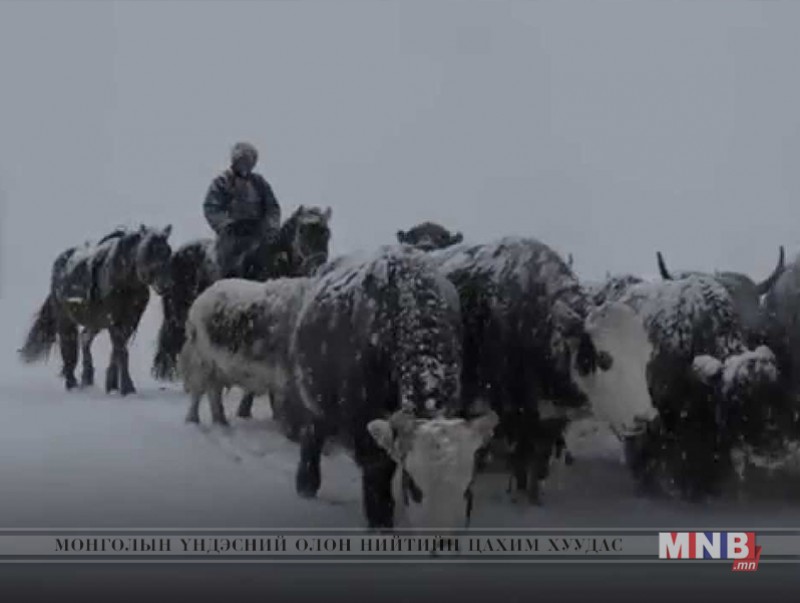 Олон улсын Улаан загалмайн нийгэмлэгийнхэн Монголын малчдад туслахыг уриаллаа
