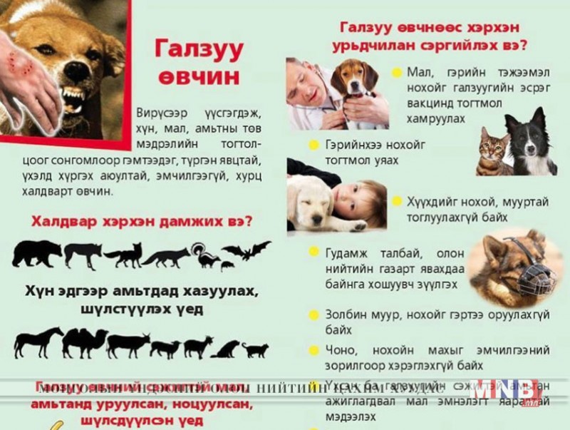 Галзуу өвчнөөс сэрэмжлэхийг анхаарууллаа