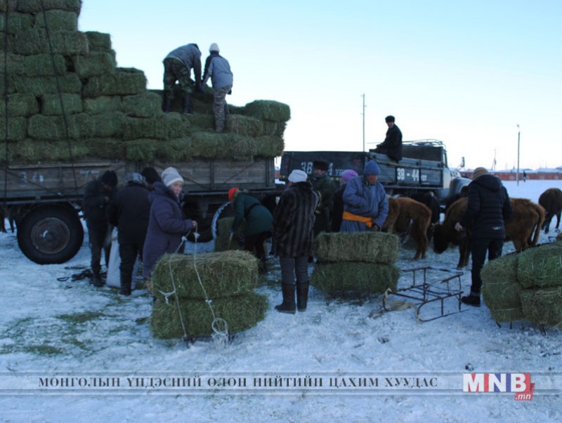Өвөлжилт хүндэрсэн 137 суманд өвс, малын тэжээл хүргэнэ