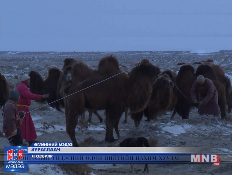 Тэмээ бугуйлдах, туйлуулах, уналга, ачлагад сургах нь