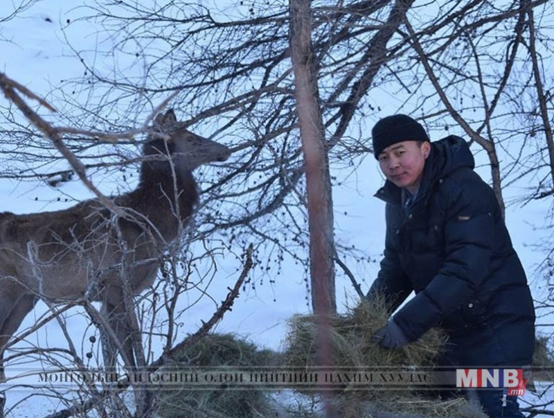 Ногоон бүсийн зэрлэг амьтдад идэш тэжээл тавьж өгчээ