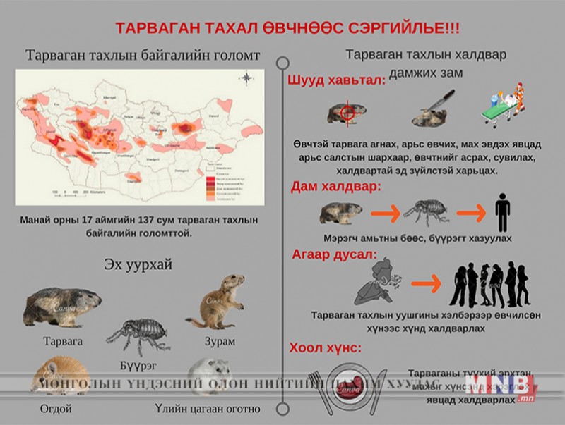 Тарваганы бөөс, бүүрэгт хазуулсан бол мэргэжлийн байгууллагад яаралтай хандаарай