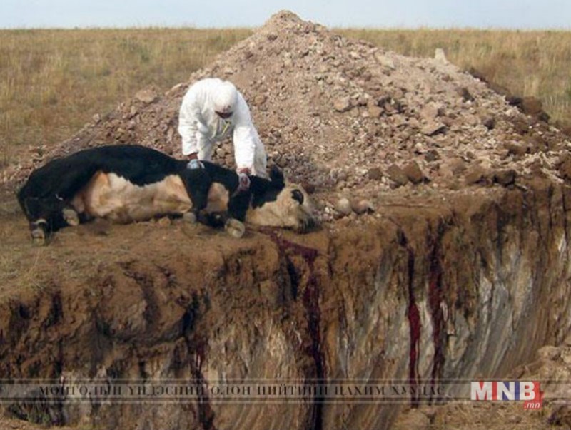 Сүхбаатар аймагт шүлхий өвчин дахин гарлаа