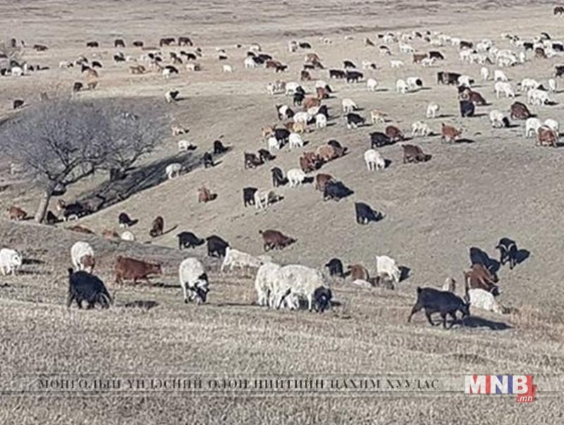 Баянхонгор аймгийн 100 өрх малтай боллоо
