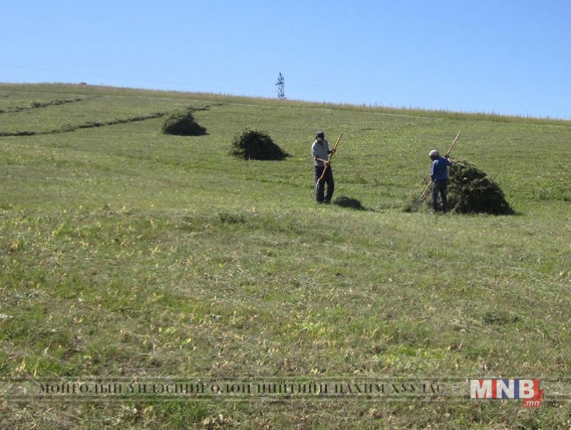 Малчдын түвшинд өвс тэжээлийн бэлтгэл ажил 57.9 хувьтай байна