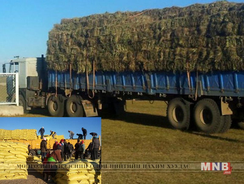 Импортоор орж ирэх өвс, тэжээлийг 2 чиглэлээр авах боломжтой