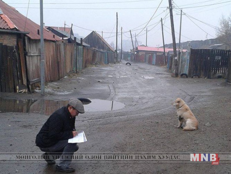 Улаанбаатар хотын төвийн 6 дүүргийн золбин нохойн тоо толгойг үнэлэх судалгааны ажлыг хийжээ