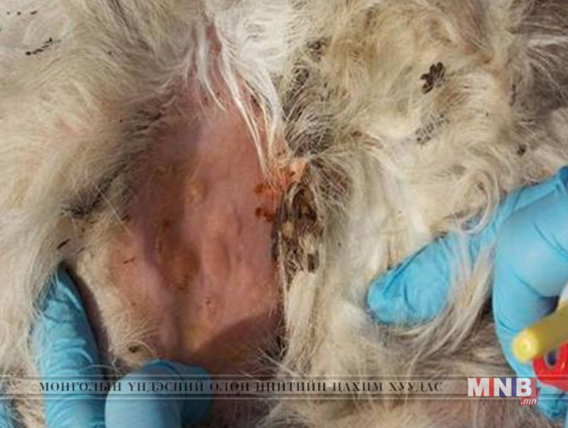 Хонины цэцэг өвчин долоодугаар сараас хойш малд дахин халдварлаагүй