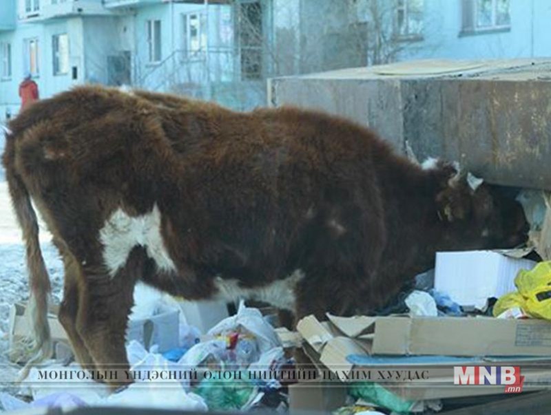 Долоодугаар сарын 1-нээс эхлэн мал, тэжээвэр амьтан тэжээдэг иргэдийг хотын төвөөс гаргана