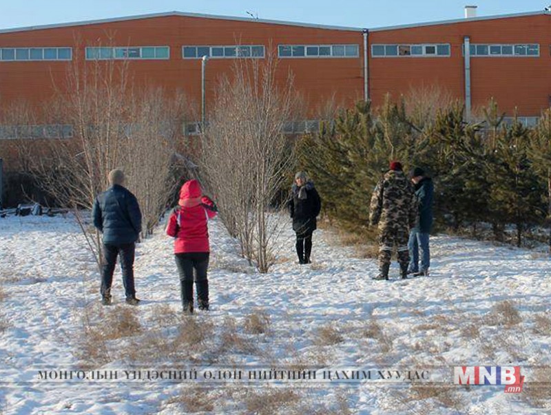 Хотын ногоон байгууламжийг гоёл чимэглэлийн моддоор өргөжүүлнэ