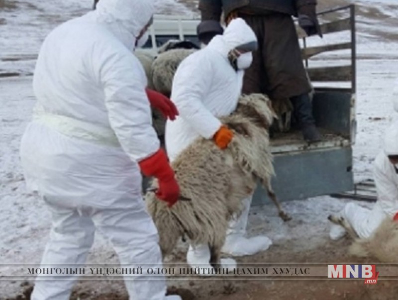 Шүлхий өвчин гарсан аймгууд руу зорчихгүй байхыг анхаарууллаа