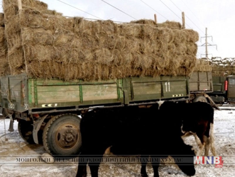 Увс аймагт 1000 тонн өвсийг үнэгүй, 500 тонн тэжээлийг 50 хувийн хөнгөлөлттэй үнээр олгов