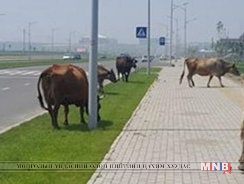 Эрдэнэт хотын төвд орж ирсэн малыг хашина