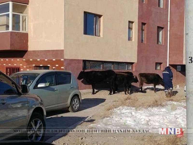 Хориглосон бүсэд байгаа мал бүхий иргэдэд мэдэгдэх хуудас тарааж эхэлжээ