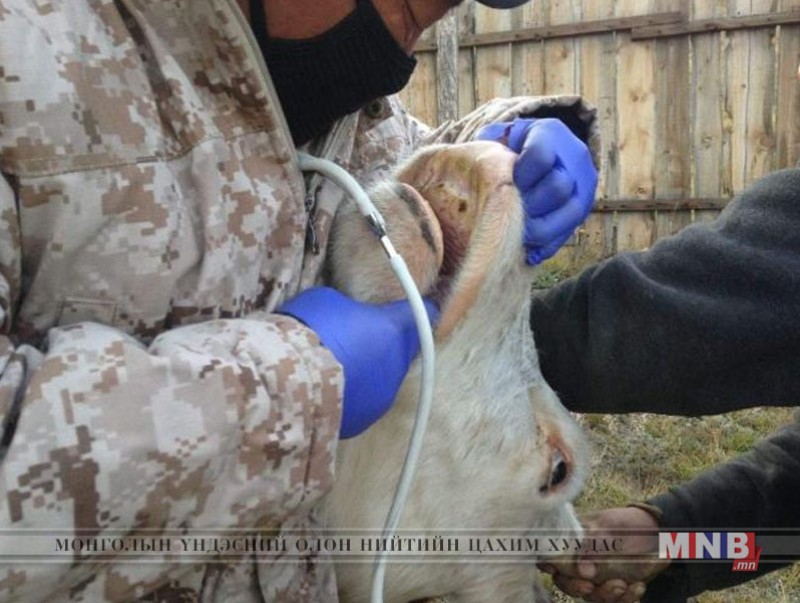 Арвайхээр суманд малын гоц халдварт шүлхий өвчин гарчээ