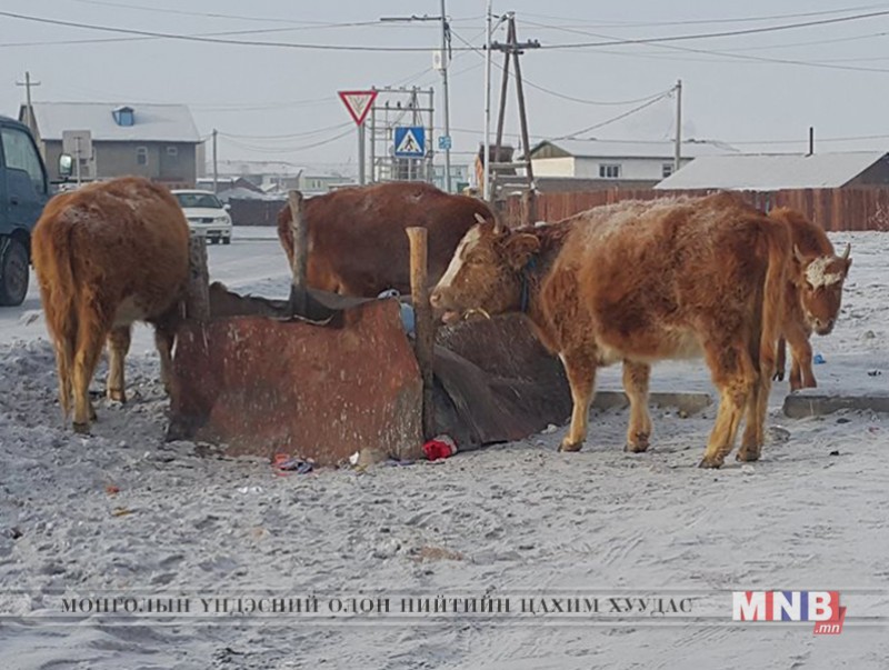 Мөнгөн ус илэрсэнтэй холбогдуулан хотын төв рүү мал оруулахгүй байхыг анхаарууллаа