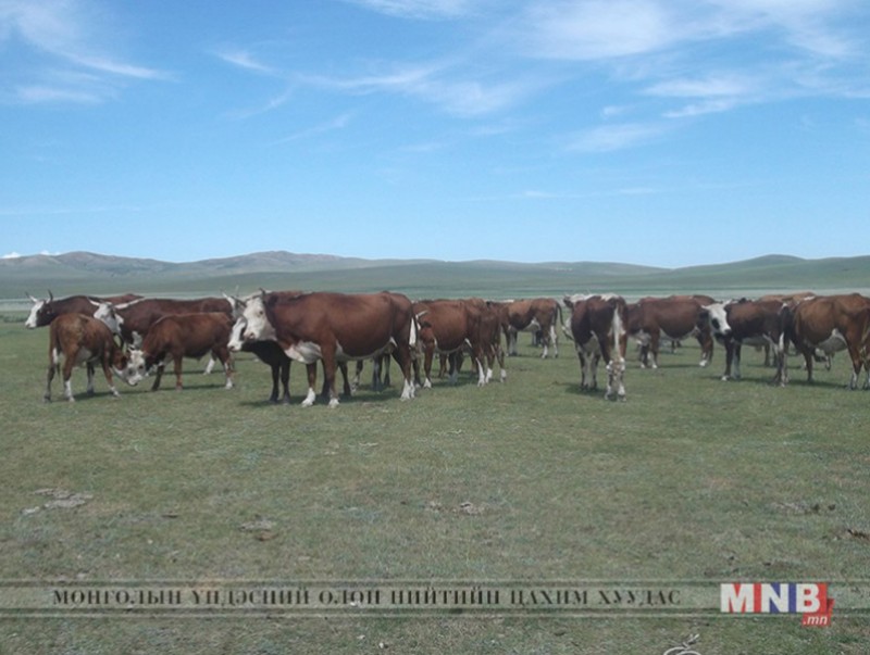 Хорио цээрийн дэглэм нэг суманд хэрэгжиж байна