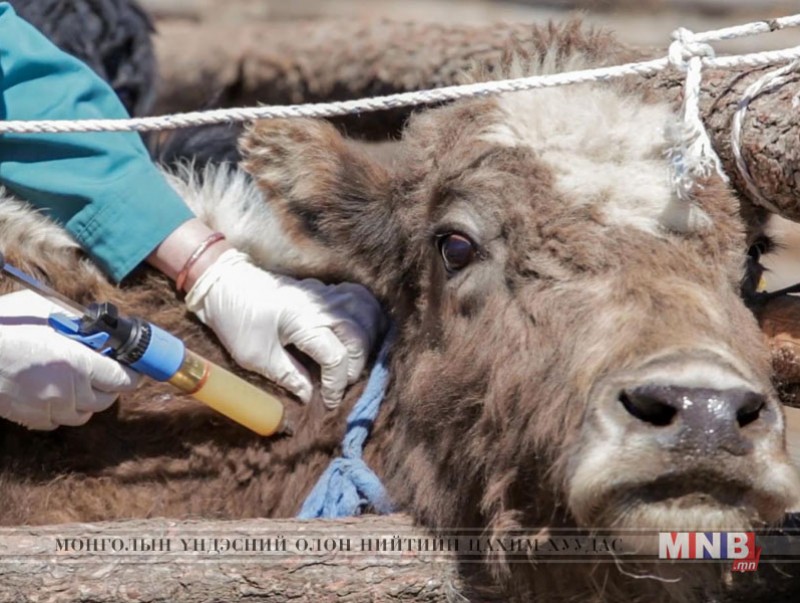 Мал сүргийг өвчнөөс урьдчилан сэргийлэх, үүлдэр угсааг сайжруулах ажил орон даяар эхэллээ
