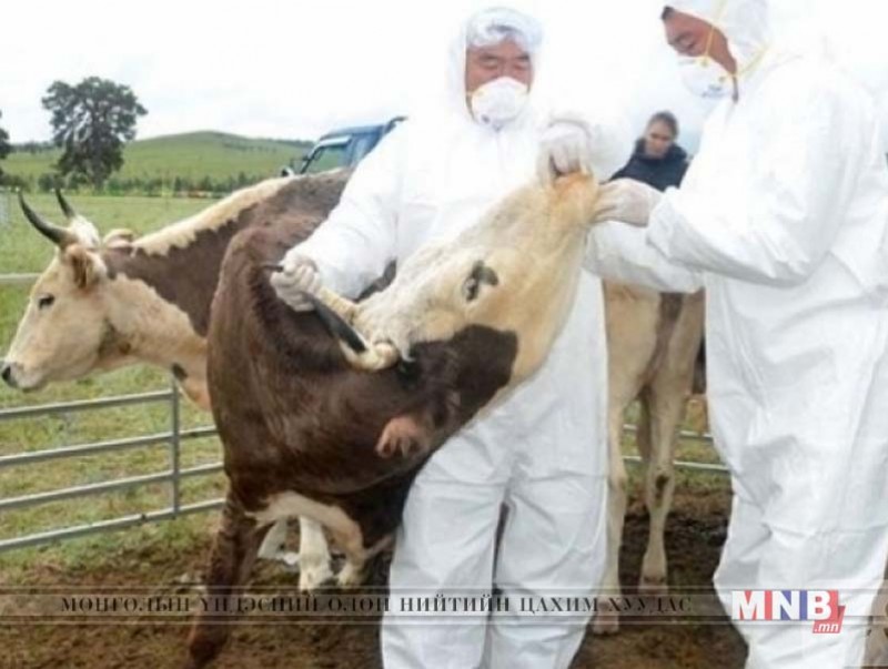 Малын гоц халдварт шүлхий өвчнөөс сэргийлэх тарилга хийж байна