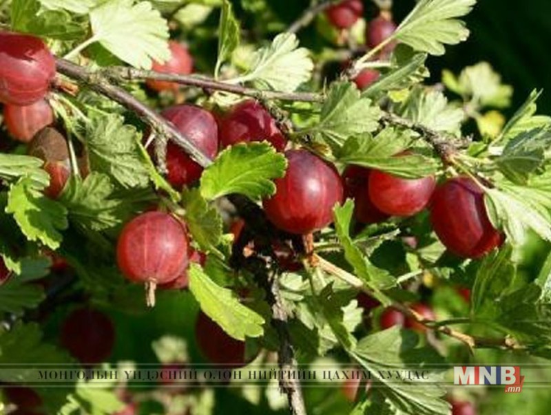 21 аймгийн жимсчид хаврын тариалалтад бэлэн