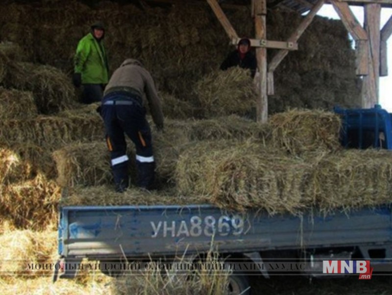 Аймаг, сумын аюулгүй нөөцөд 1400 тн өвс, 720 тн гар тэжээл бэлтгэнэ