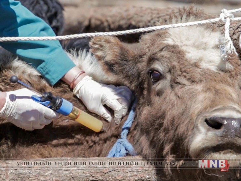 Мал, амьтнаа эрүүл байлгахад малчин, мал бүхий этгээдийн үүрэг хариуцлага чухал