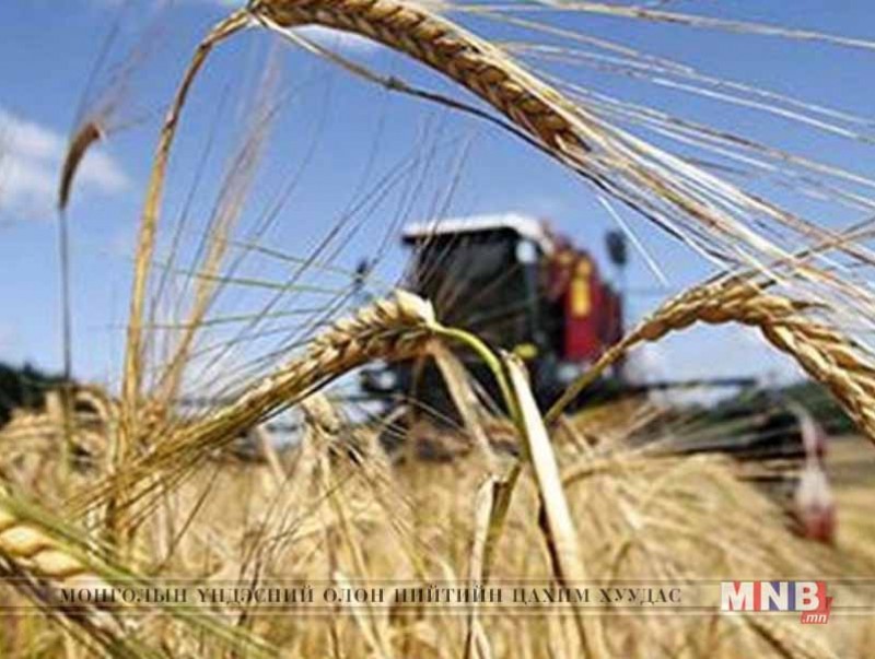 Ирэх сарын дундуур тариалангийн бүс нутгаар цочир хүйтэрнэ