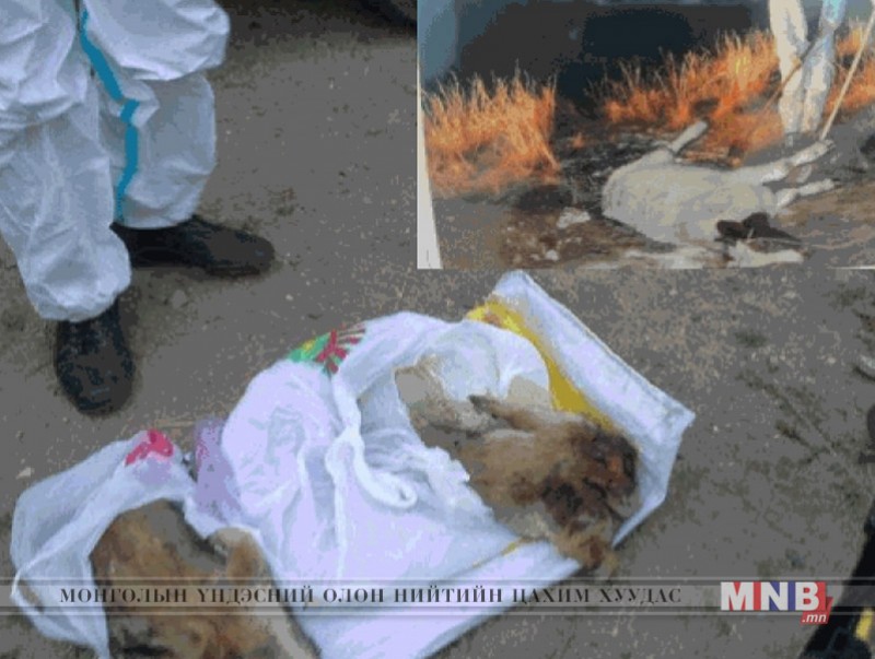 Хүн, мал амьтны гоц халдварт тарваган тахал өвчнөөс урьдчилан сэргийлэх захирамж гаргалаа