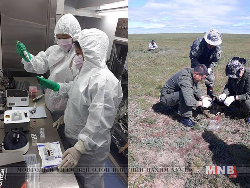 Мэрэгч болон дамжуулагчаар дамжих халдварт өвчний судалгаа хийлээ