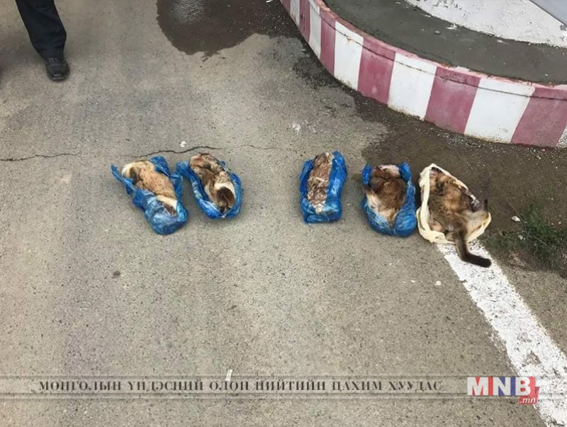 5 ширхэг тарвага тээвэрлэж явсан зөрчлийг илрүүлжээ