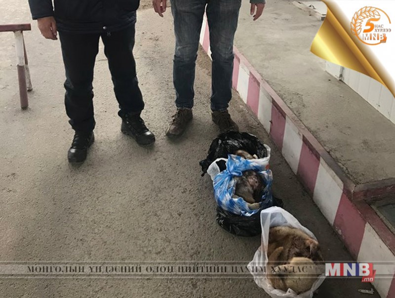 Арьстай 6 ширхэг тарвагыг илрүүллээ