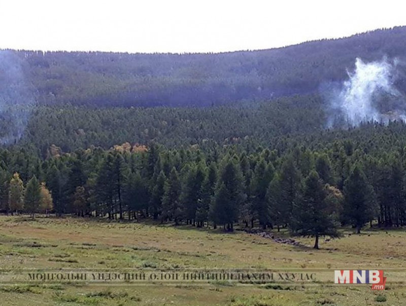 Нийслэлийн ногоон бүсэд ойн хөнөөлт хортон шавжтай тэмцэх ажил явагдаж байна