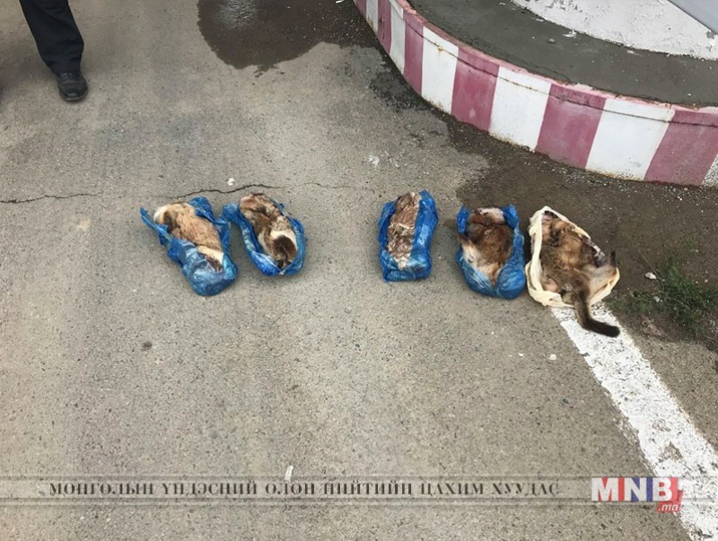 Тарвага тээвэрлэж явсан зөрчлийг илрүүлжээ
