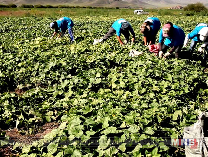 Тариалангийн талбайг малын хөлөөс хамгаалах ажил хийж байна
