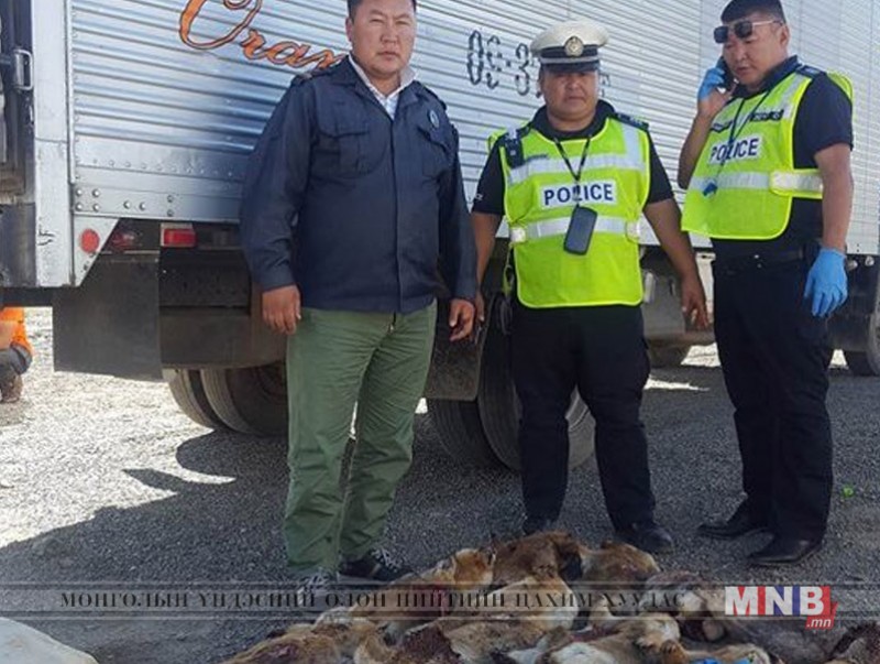 20 ширхэг тарвага тээвэрлэж явсан зөрчлийг илрүүлжээ