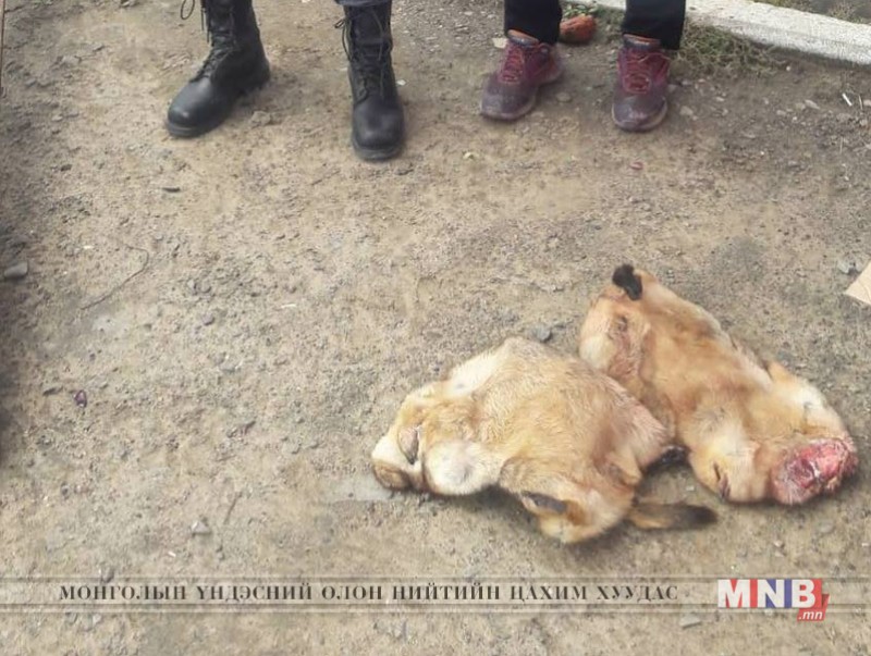 Автомашинаар хоёр ширхэг тарваганы тулам тээвэрлэж явсныг илрүүлжээ