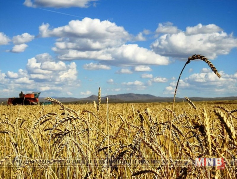 Үр тарианы ургац хураалт 22.1 хувьтай байна