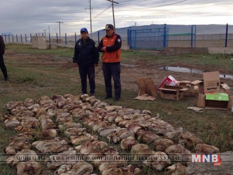 113 тарваганы түүхий мах илрүүлэн устгалд оруулжээ