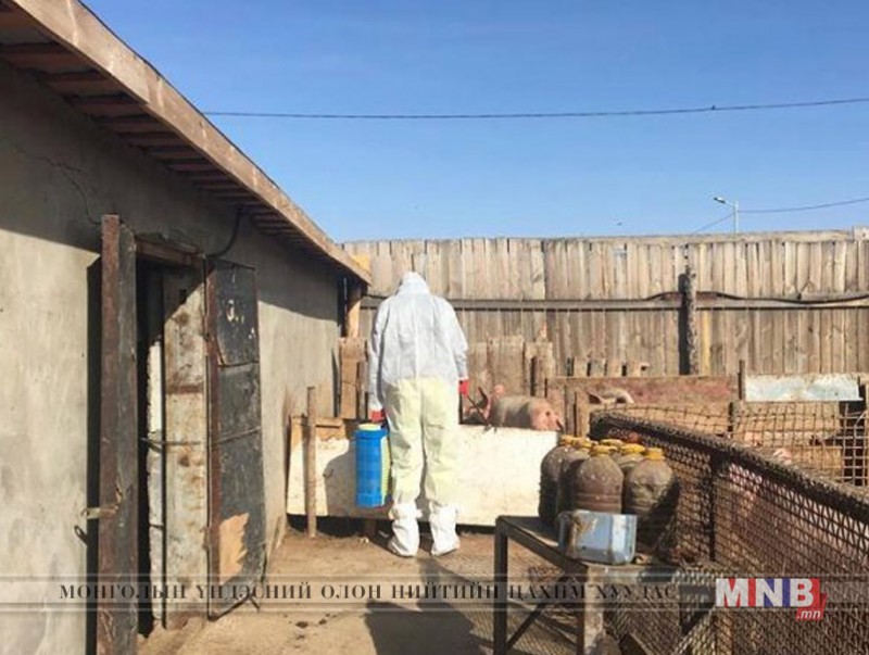 Хувиараа гахайн аж ахуй эрхлэгчийн үйл ажиллагаанд шалгалт хийлээ