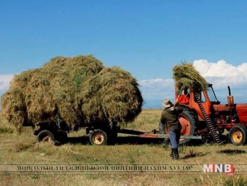 Малчид 1 сая гаруй тонн өвс бэлтгээд байна